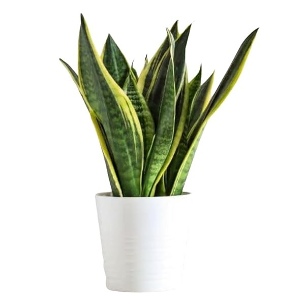 Product_Image